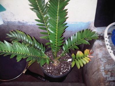[Foto de planta, jardin, jardineria]