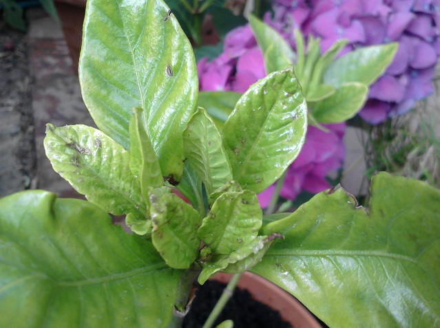 [Foto de planta, jardin, jardineria]
