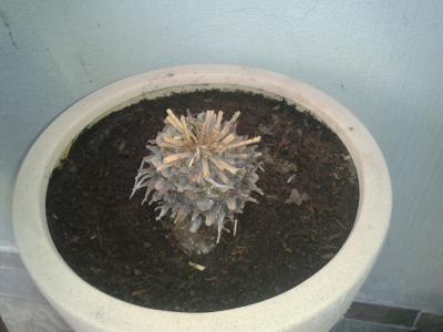 [Foto de planta, jardin, jardineria]