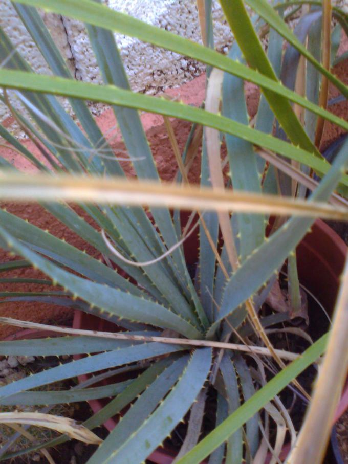 [Foto de planta, jardin, jardineria]