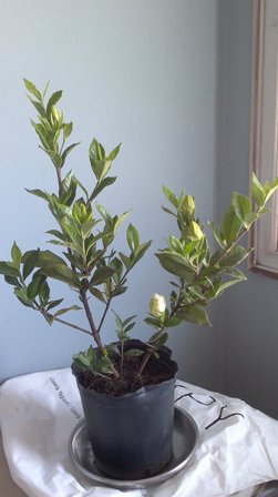 [Foto de planta, jardin, jardineria]
