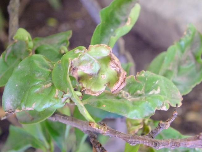 [Foto de planta, jardin, jardineria]