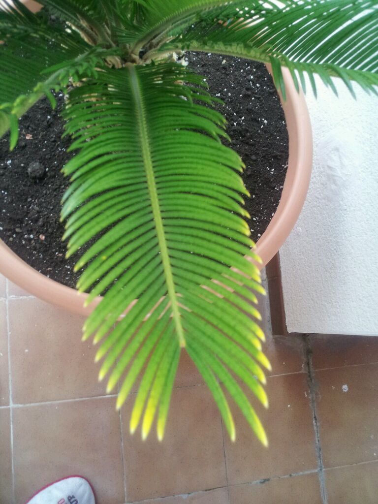 [Foto de planta, jardin, jardineria]