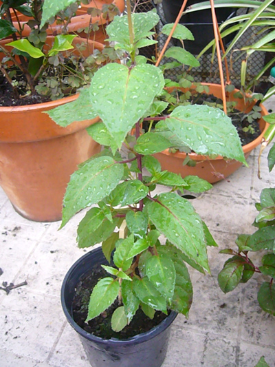 [Foto de planta, jardin, jardineria]