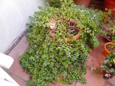 [Foto de planta, jardin, jardineria]
