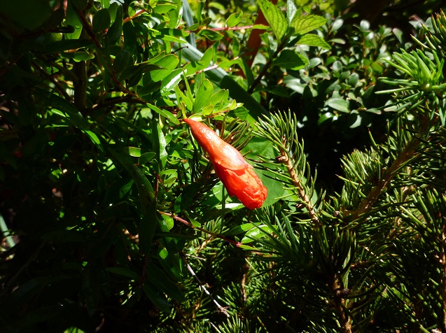 [Foto de planta, jardin, jardineria]
