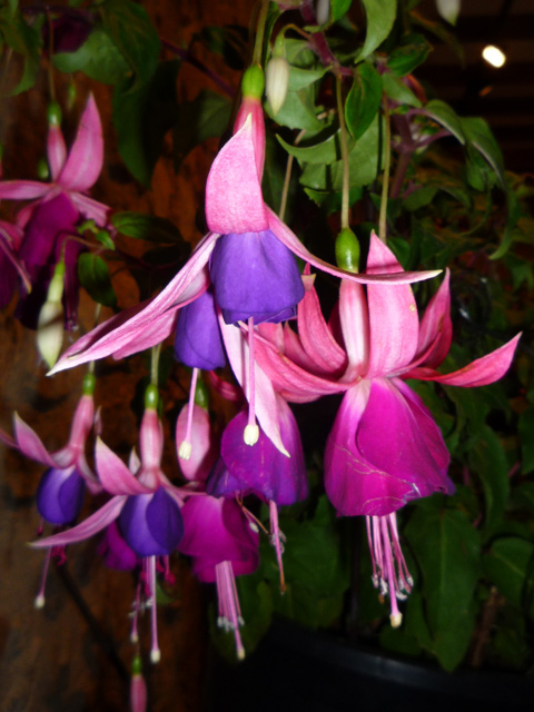 [Foto de planta, jardin, jardineria]