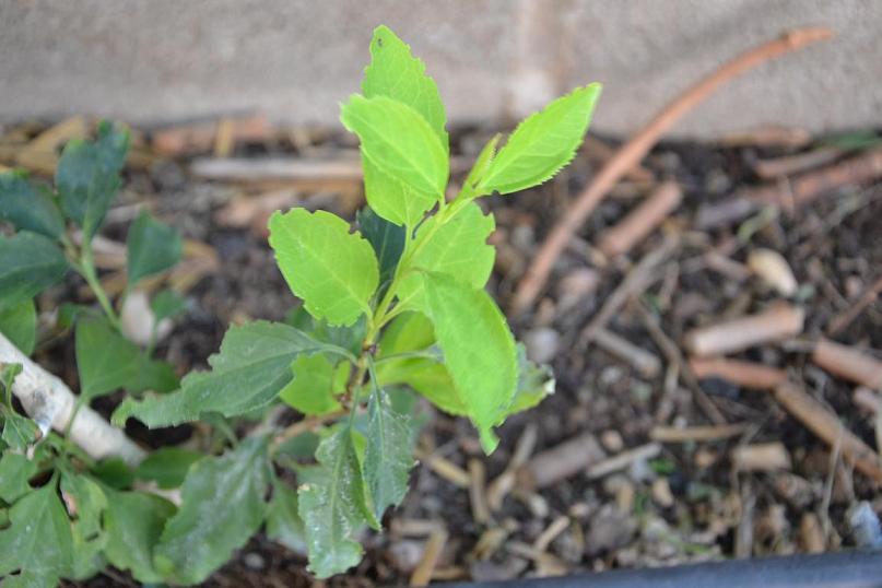 [Foto de planta, jardin, jardineria]