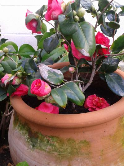 [Foto de planta, jardin, jardineria]