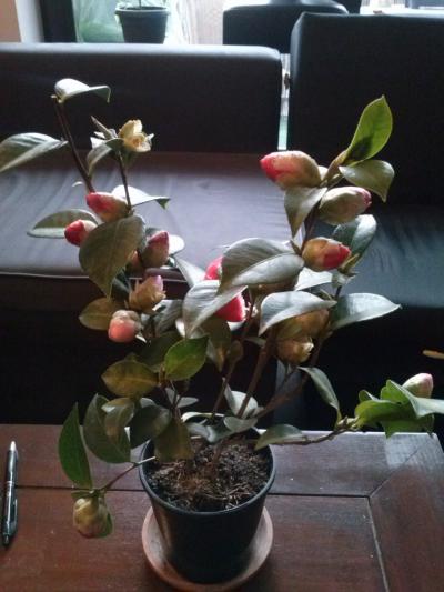 [Foto de planta, jardin, jardineria]