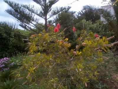 [Foto de planta, jardin, jardineria]