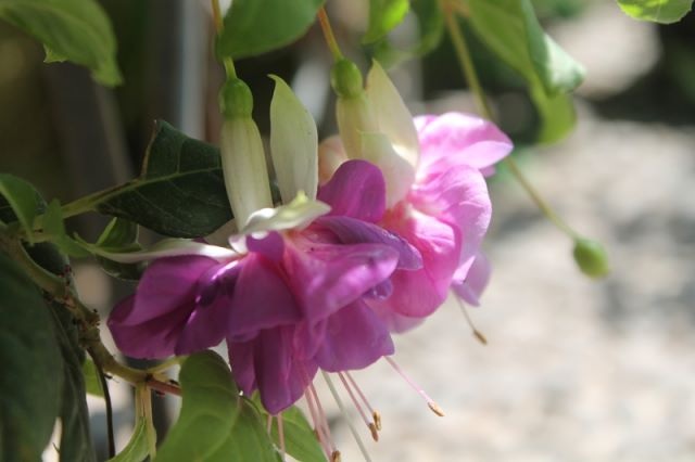 [Foto de planta, jardin, jardineria]