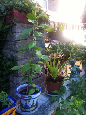 [Foto de planta, jardin, jardineria]