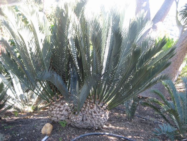 [Foto de planta, jardin, jardineria]