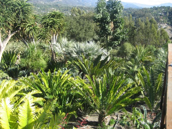 [Foto de planta, jardin, jardineria]