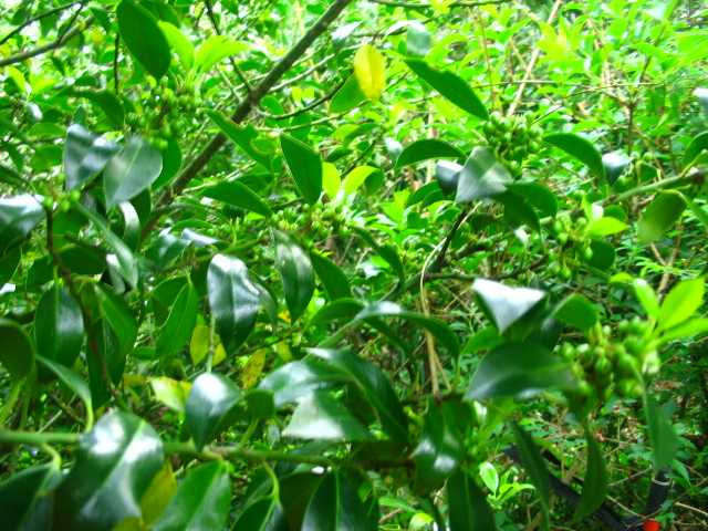 [Foto de planta, jardin, jardineria]