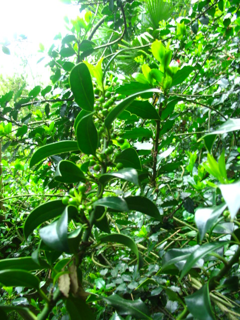 [Foto de planta, jardin, jardineria]