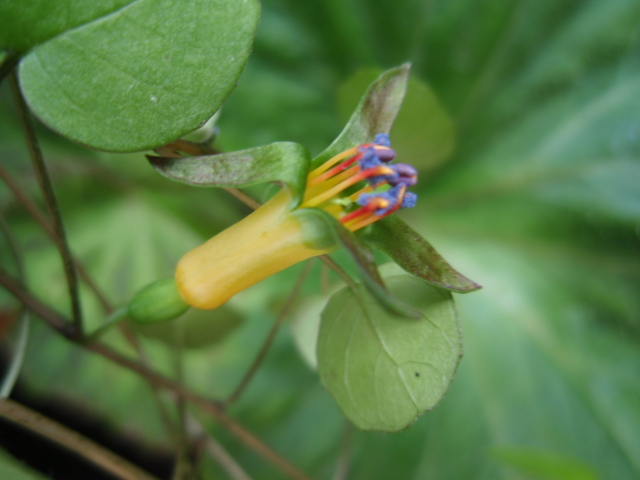 [Foto de planta, jardin, jardineria]