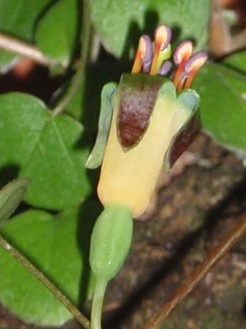 [Foto de planta, jardin, jardineria]