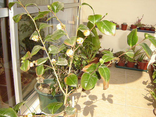 [Foto de planta, jardin, jardineria]