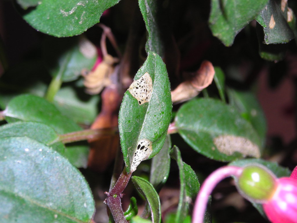 [Foto de planta, jardin, jardineria]