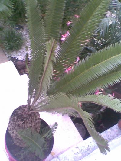 [Foto de planta, jardin, jardineria]