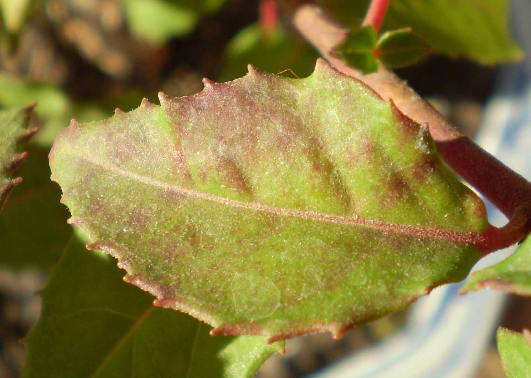 [Foto de planta, jardin, jardineria]