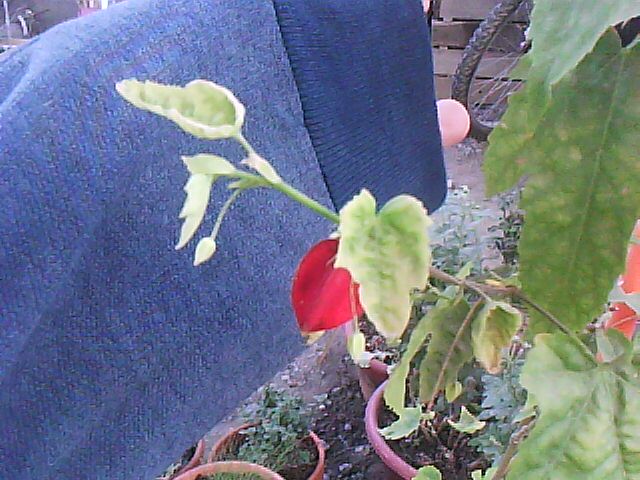 [Foto de planta, jardin, jardineria]