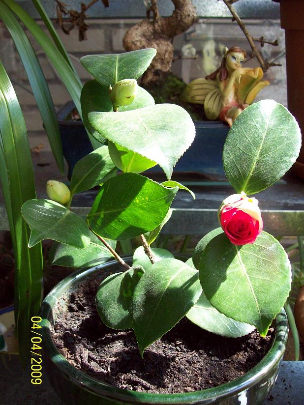 [Foto de planta, jardin, jardineria]