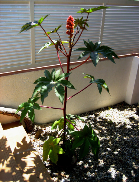 [Foto de planta, jardin, jardineria]