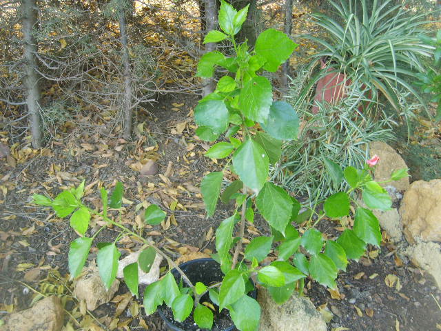 [Foto de planta, jardin, jardineria]