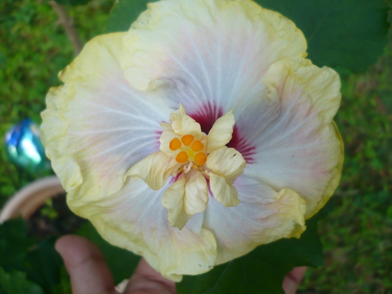 [Foto de planta, jardin, jardineria]