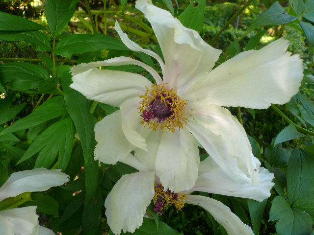 [Foto de planta, jardin, jardineria]