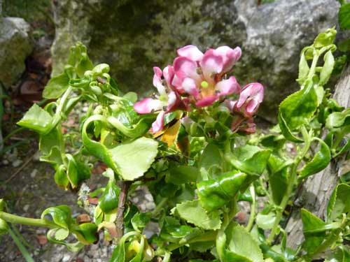 [Foto de planta, jardin, jardineria]