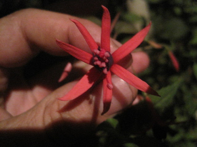 [Foto de planta, jardin, jardineria]