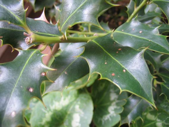 [Foto de planta, jardin, jardineria]