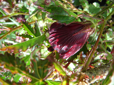 [Foto de planta, jardin, jardineria]