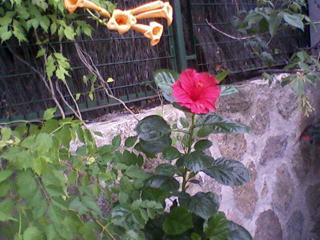 [Foto de planta, jardin, jardineria]