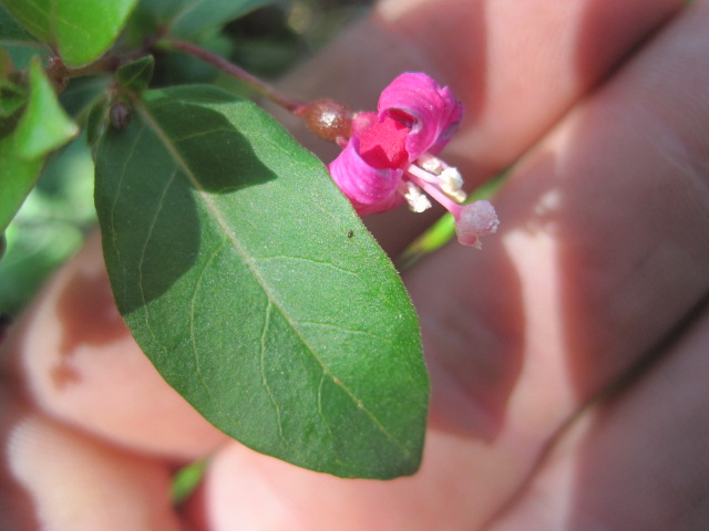 [Foto de planta, jardin, jardineria]