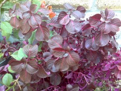 [Foto de planta, jardin, jardineria]