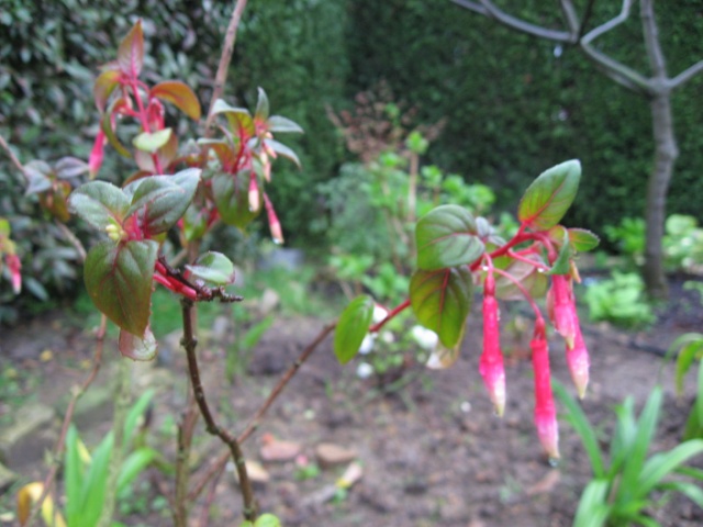 [Foto de planta, jardin, jardineria]