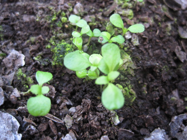 [Foto de planta, jardin, jardineria]