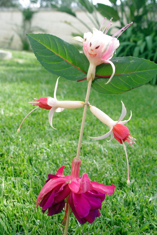 [Foto de planta, jardin, jardineria]