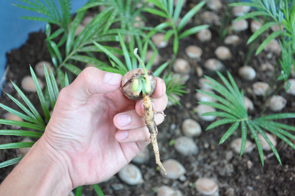 [Foto de planta, jardin, jardineria]