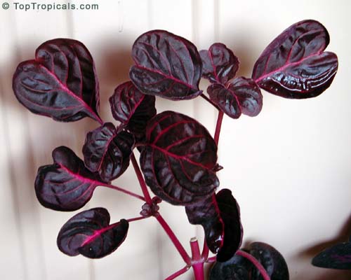 [Foto de planta, jardin, jardineria]