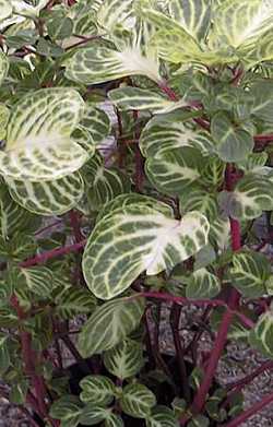 [Foto de planta, jardin, jardineria]