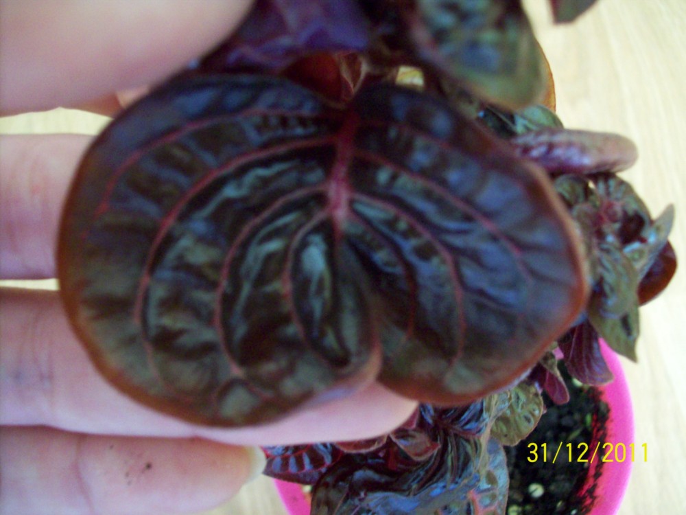 [Foto de planta, jardin, jardineria]