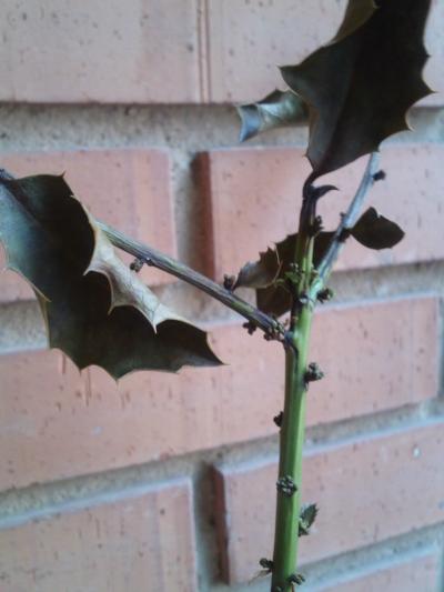[Foto de planta, jardin, jardineria]