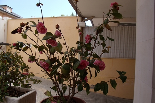 [Foto de planta, jardin, jardineria]