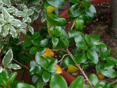 [Foto de planta, jardin, jardineria]